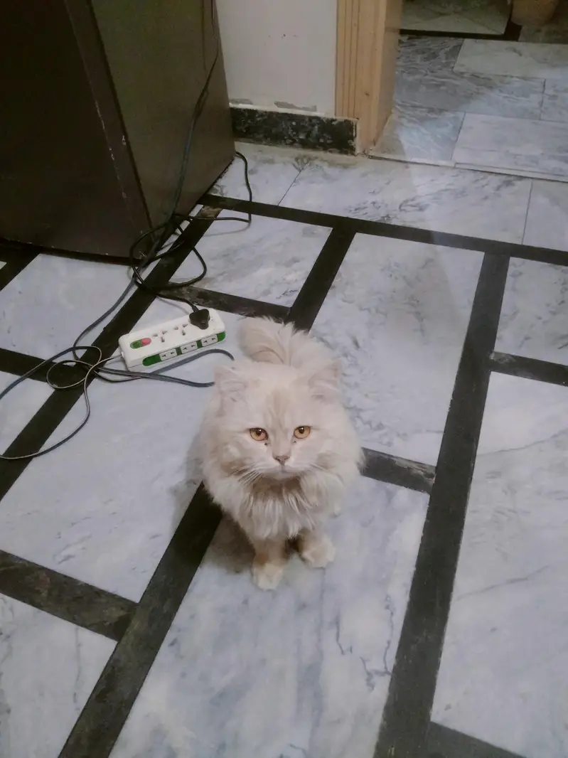 Persian cat with rare color half white or light grey — photo 3
