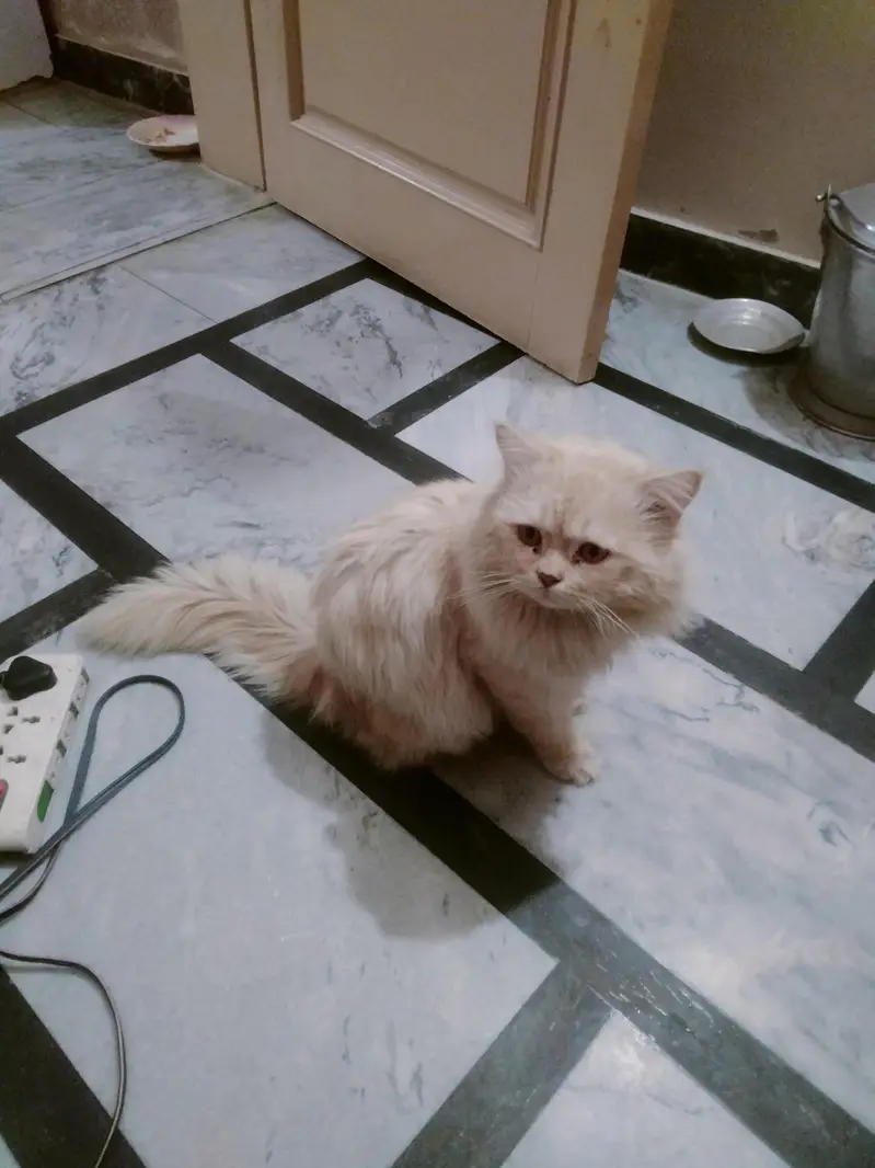 Persian cat with rare color half white or light grey — photo 4