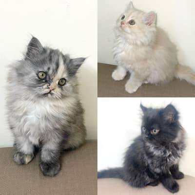 tripple coated Persian kittens