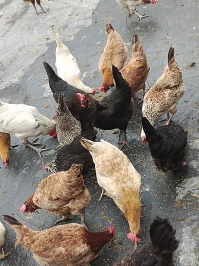 Golden Misri Hen | Egg Laying Hen | Desi murghi | Age 9 to 10 month