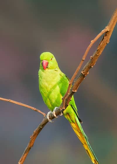 Phari sale hogaya ha neck green ha