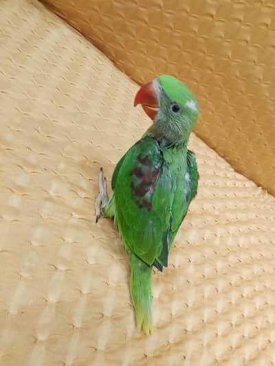 raw chicks available