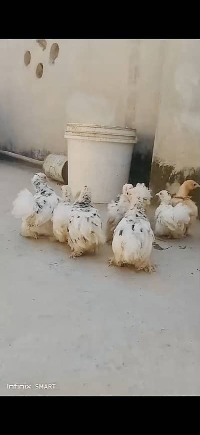 Molted Bantams