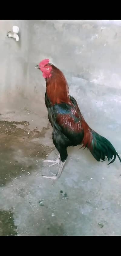 hint+Banat patha 4sale