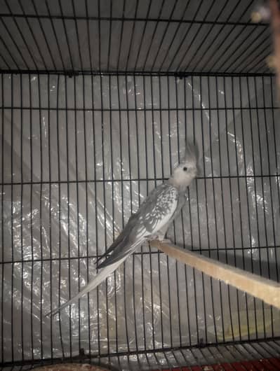 pair for sall and exchge only green rink chik sa