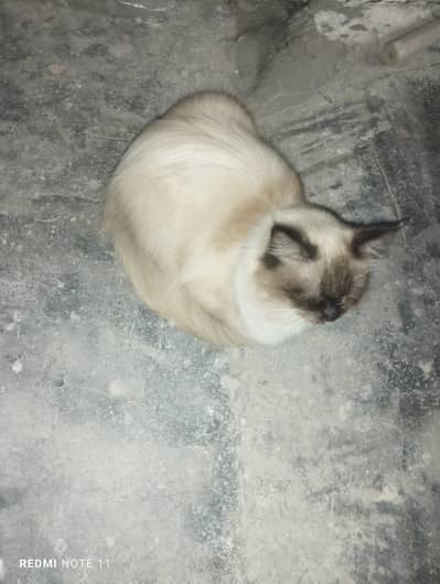 03110420186 only sell