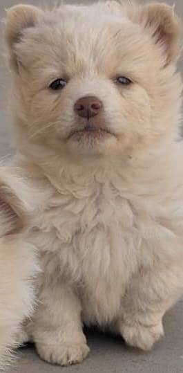 Russian dog zero size for sale