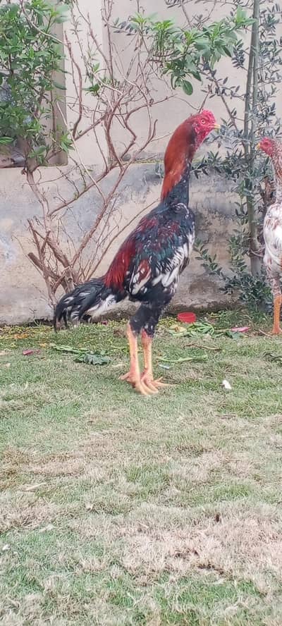 strong bone healthy and active