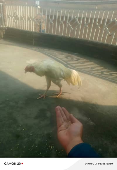 aseel white murgha big height aur mianwali madi