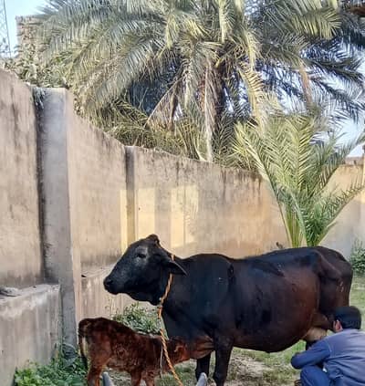 تیسرا سوا گاے دودھ 10 کلو ساتھ وچھی