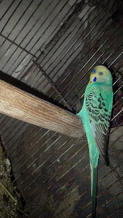 bajri (budgie) parrot pair