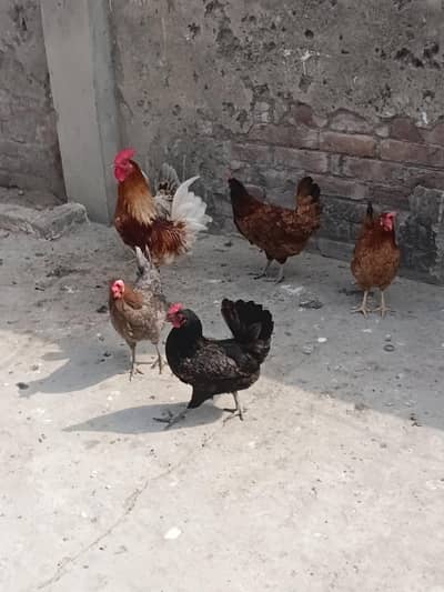 desi misri  hens