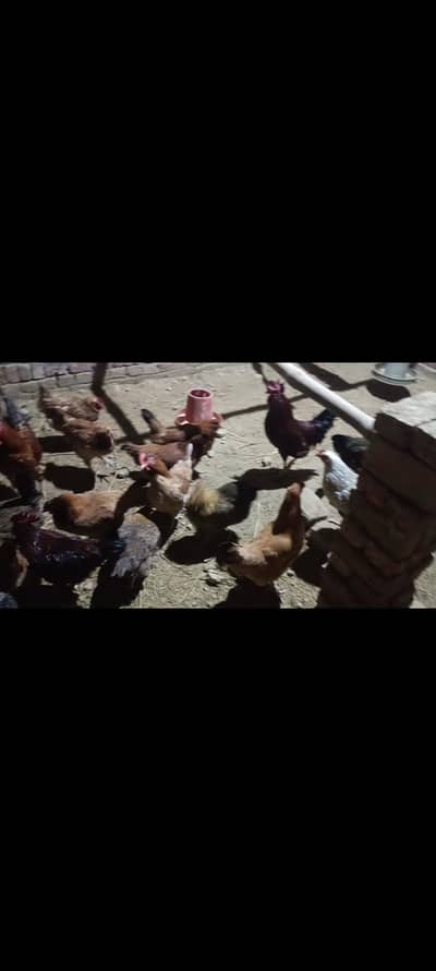 Golden Mishri murghi layer