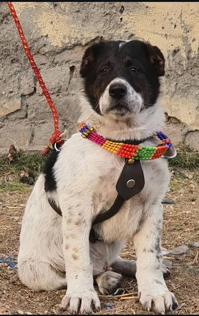 alabai security dog 3 month male for sale heavy bone