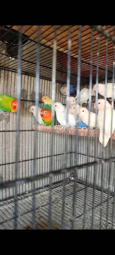 Lovebirds & Java  Pairs Available