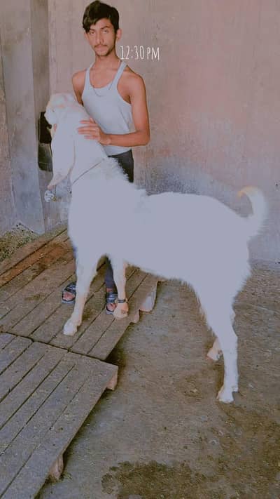 Gulabi rajanpori Bakra breeder