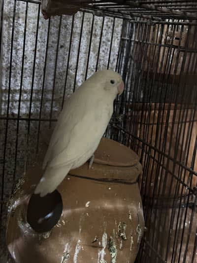 White Love Bird for sale