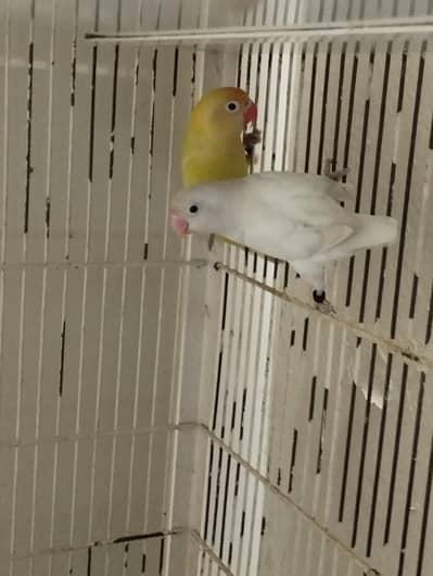 1 cage and 2 pairs for sell in reasonable price