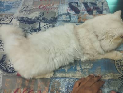 Persian cat
