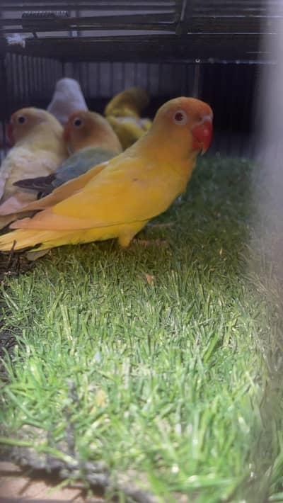 love birds available for sale