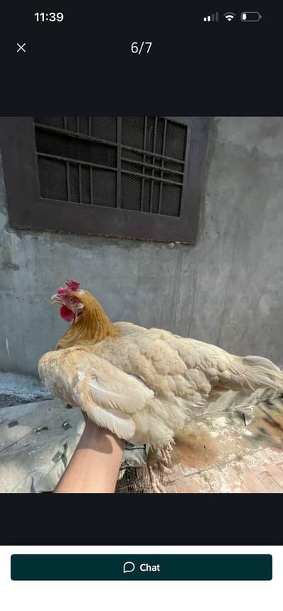 Golden misri |Desi|hens|murghi|murgian |