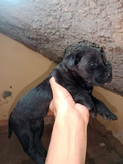 4 female Labrador  in black color