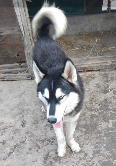 Husky Male for Sale