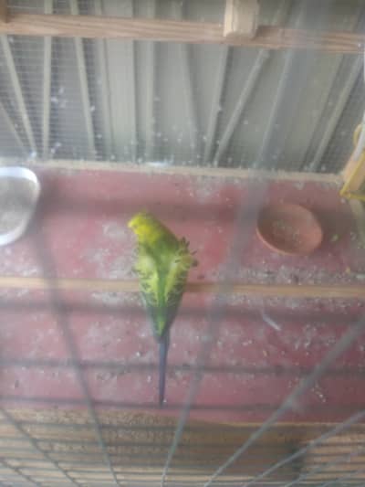 Hogoromo Exhibition budgie