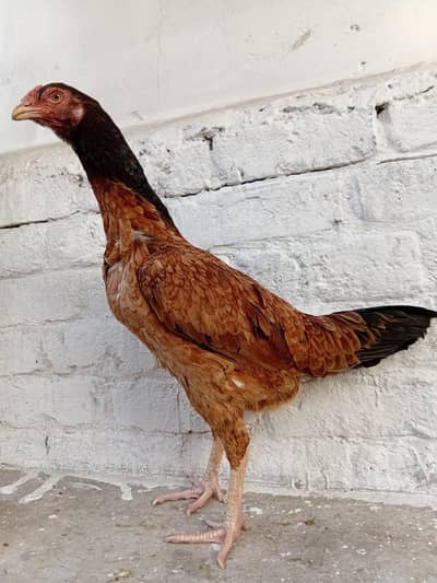 Pakistani Aseel Egg Laying Hens – 3 Females