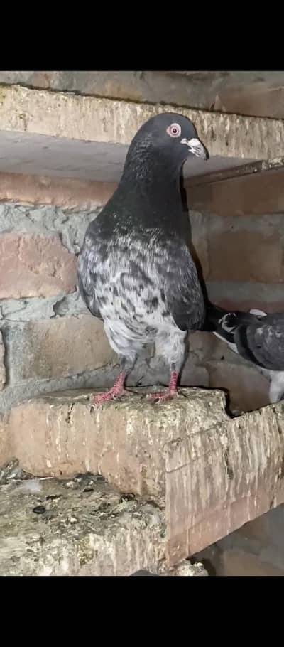 kasoori breeder pair