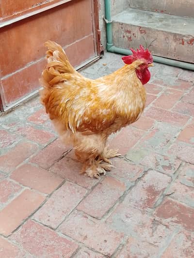 one beautiful l breader golden buff cock for sale