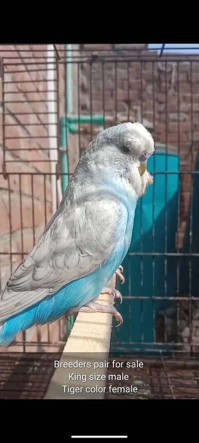 budgies/ Cocktail/ Love birds