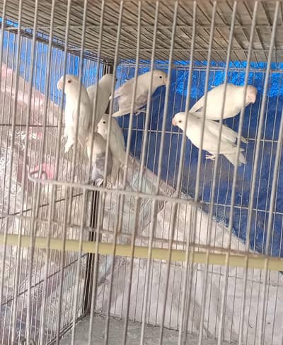 Love birds  & creamino albino red eye & black eye