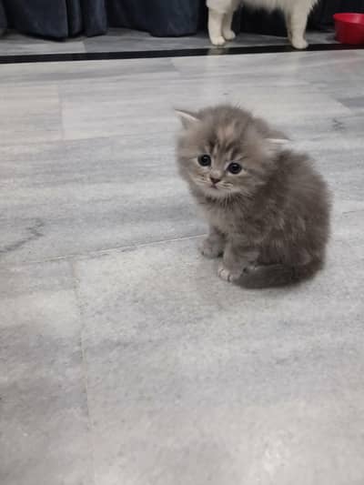 persian cat for sale