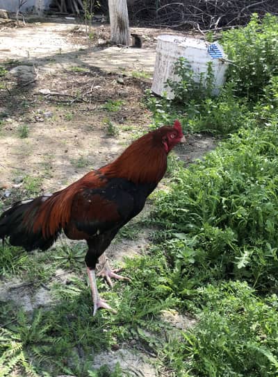 Hazro city village muraria house name Syed Ahzaz haider