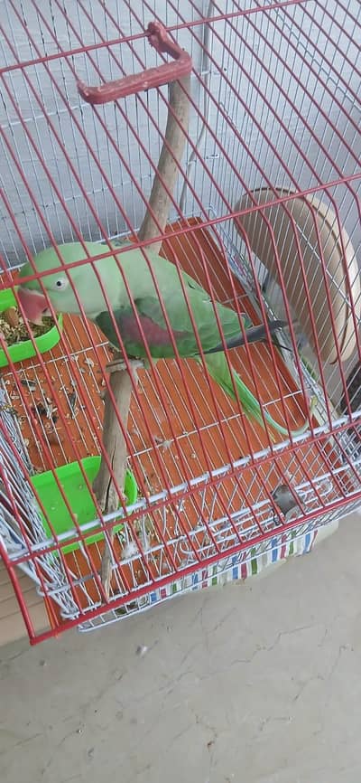 Kashmimri  raw female talking