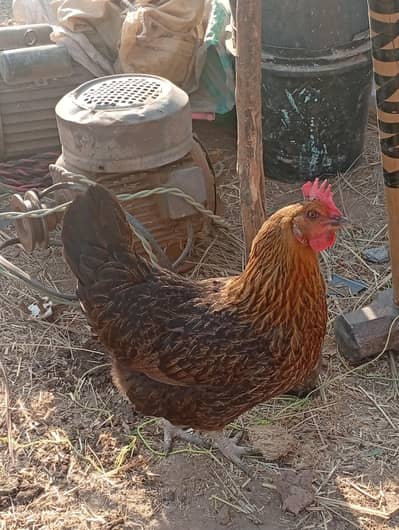 Dasi+golden murgiya andy da rhe ha