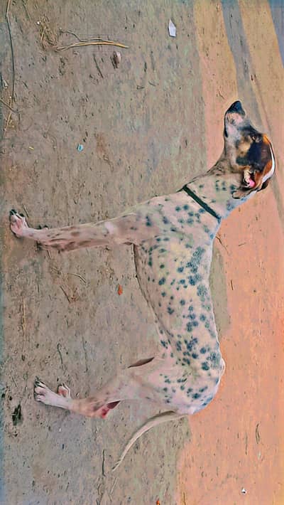 female dog for urgent sale