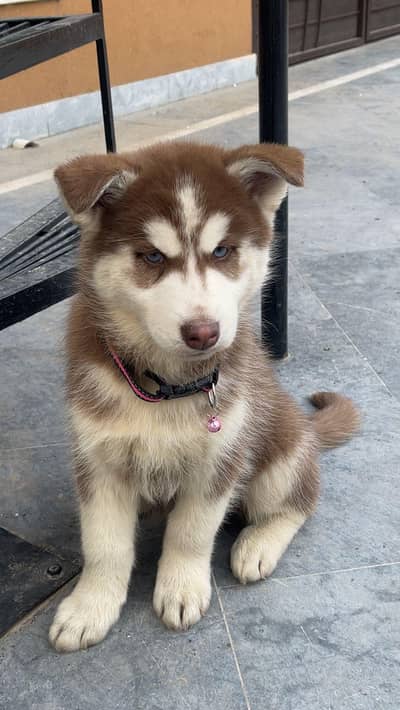 Siberian husky puppy 4 sale top of the line quality