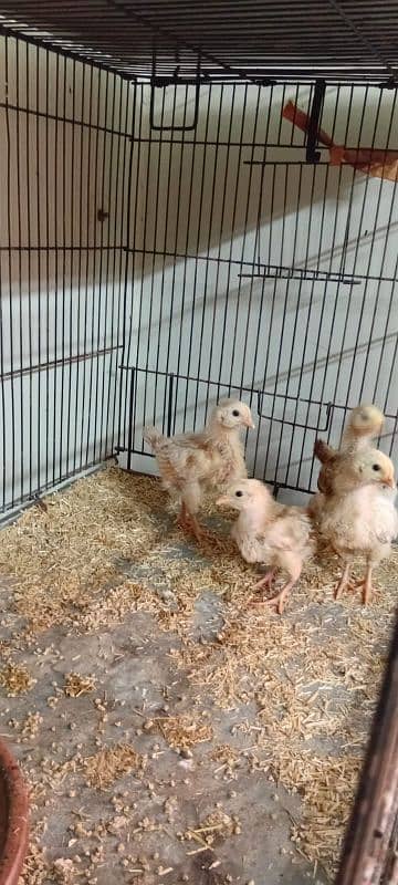 2 golden misri 2 lohmon brown chick 03206248714