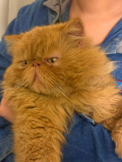 Peki male cat for sale