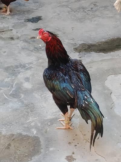 sale mianwali gooool mouth