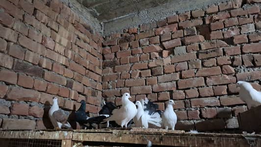 Pure English FanTail & Cross Breed