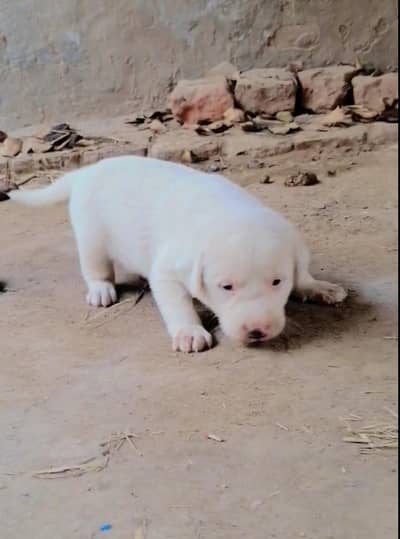 bully gultair female