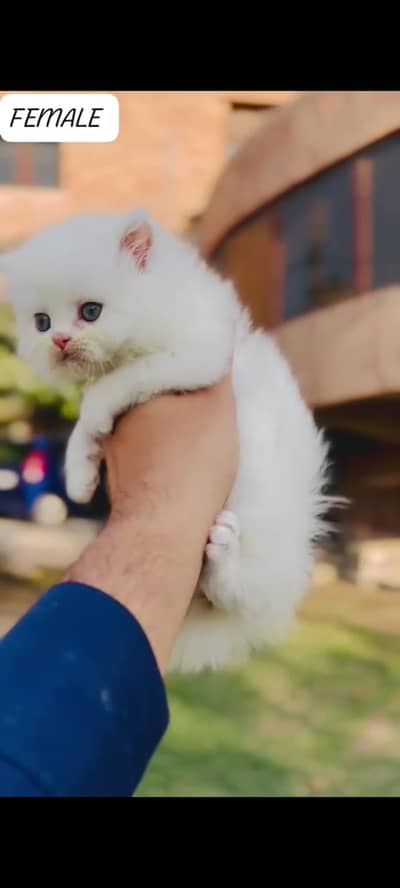 Persian kitten looking for a new home 