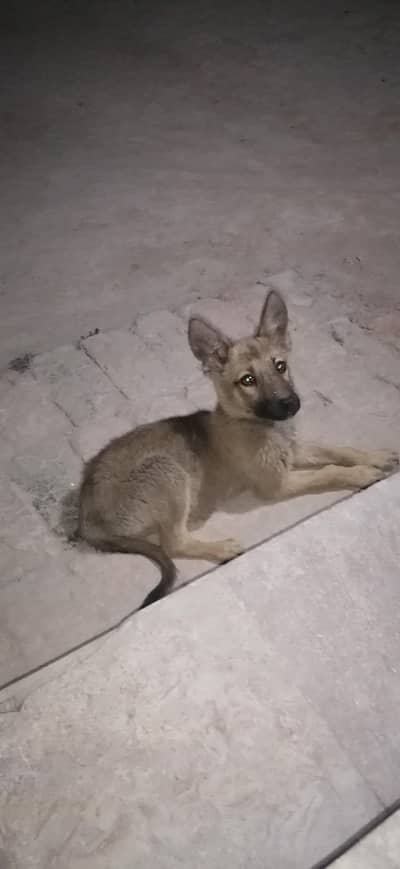 Alsatian male pup for new home 0/3/0/7/6/7/1/7/5/0/7