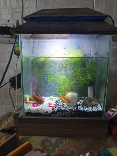 Aquarium for sale Urgent