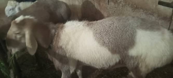 پیور ترکی دنبہ ہے گھر کا پلا ہوا ہے کھڑی چکی والا ہے بہترین ہےڈ