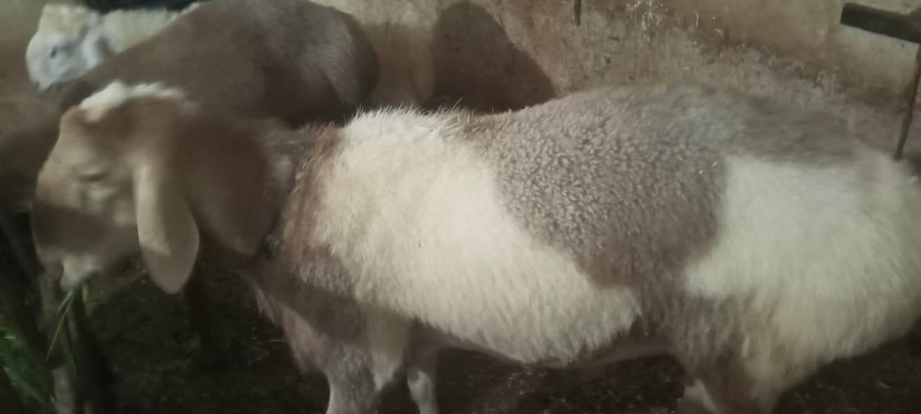 پیور ترکی دنبہ ہے گھر کا پلا ہوا ہے کھڑی چکی والا ہے بہترین ہےڈ 0