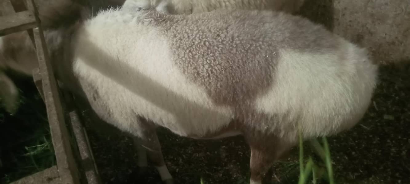 پیور ترکی دنبہ ہے گھر کا پلا ہوا ہے کھڑی چکی والا ہے بہترین ہےڈ 1